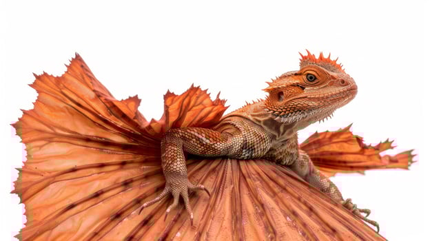 Frilled Lizard displays its vibrant frill in a defensive stance highlighting its unique features against a stark white background exemplifying reptile behavior. photo