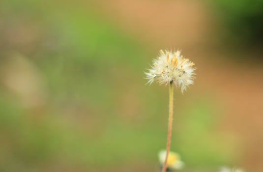 Beautiful Dandelion Flower Alone with Blur Background, take with Canon 60D photo
