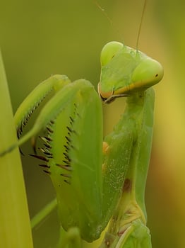 Close-up of a praying mantis showcasing its distinctive green body and intricate details. The image captures the insect's natural elegance and poised stance in its habitat. photo