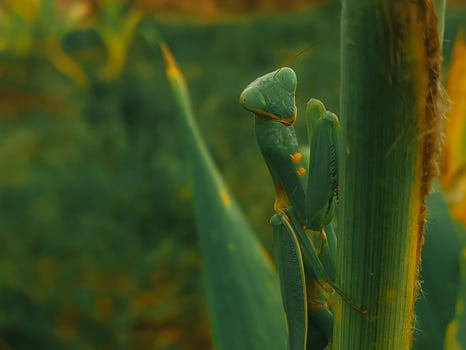 Praying mantis perched on a plant stem, highlighting its elongated limbs and textured exoskeleton. This photo emphasizes the mantis's grace and adaptability in the wild.