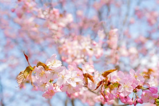 Spring flowering of sakura. Background for a festive wedding greeting card and wedding invitation. photo