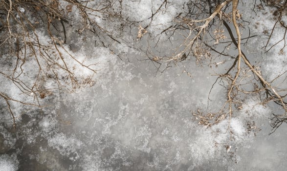 A tree branch with snow on it photo