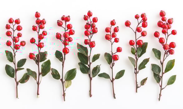A row of red berries are lined up on a white background photo