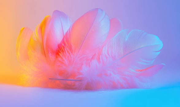 A colorful feather arrangement on a white background photo