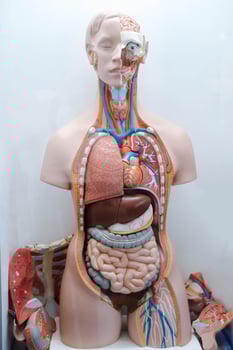 Mannequin with internal organs. Studying human anatomy photo