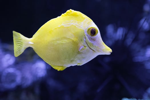 The yellow tang, Zebrasoma flavescens, is popular marine aquarium fish photo