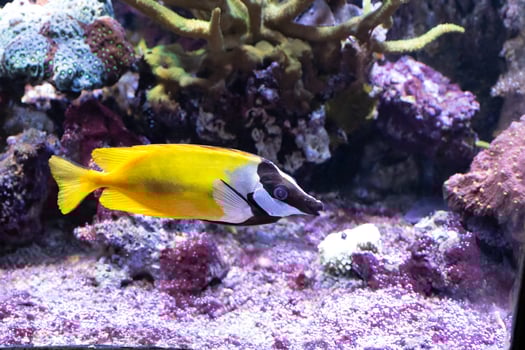 The foxface rabbitfish, Siganus vulpinus, produces venom in the spines of fins photo