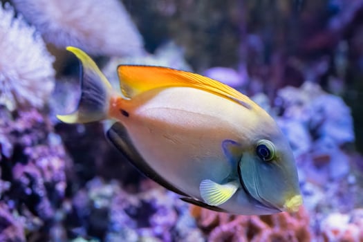 The bariene surgeonfish, Acanthurus bariene, from the Indian and Pacific Oceans photo