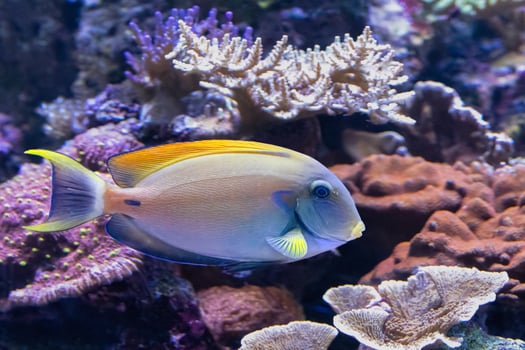 The bariene surgeonfish, Acanthurus bariene, from the Indian and Pacific Oceans photo