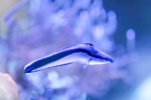 The bluestreak cleaner wrasse, Labroides dimidiatus, is one of cleaner wrasses photo