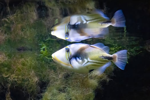 The lagoon triggerfish, Rhinecanthus aculeatus, live on flat areas of the reef photo