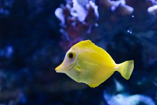 The yellow tang, Zebrasoma flavescens, is popular marine aquarium fish photo