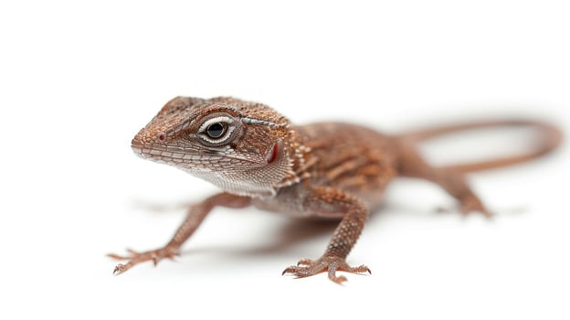 small Brown Anole lizard showcases its intricate features while firmly gripping a surface. Its brown skin blends subtly as it explores a minimalistic backdrop. photo