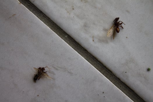 two dead winged ants on a white ceramic floor photo