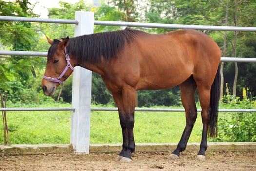 Indonesian horses with a brownish color stand in the horse stable photo