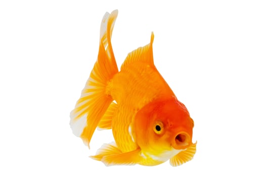 Oranda goldfish isolated on white background close up photo