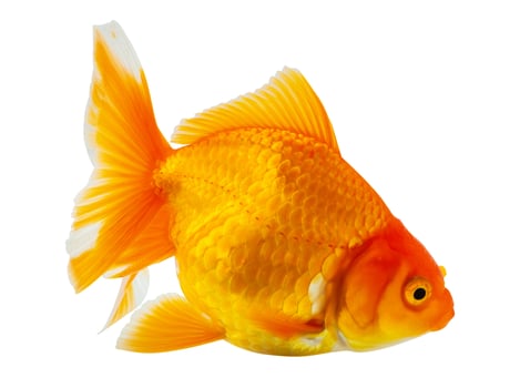 Oranda goldfish isolated on white background close up photo