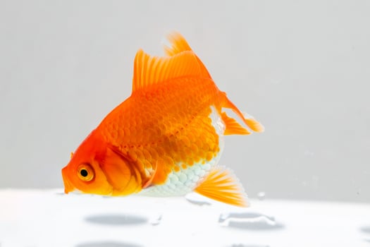 Oranda goldfish in aquarium fish tank close up photo