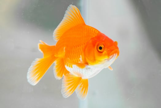 Oranda goldfish in aquarium fish tank close up photo