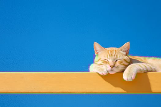 A cute cat relaxing on a sunlit wooden bench under a clear blue sky on a warm day photo