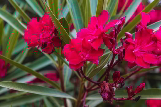 Krk Croatia 27..06.24Beautiful bright red flowers in the yard photo