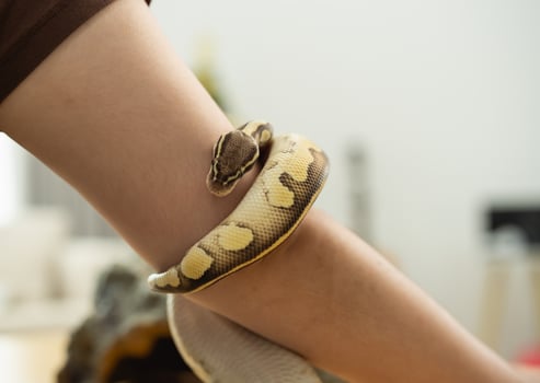 A person is holding a snake on their arm photo