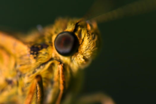 A close up of a yellow butterfly with a blurry background photo