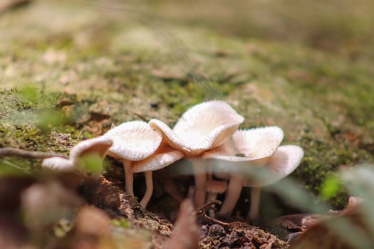 A group of mushrooms growing on a tree photo