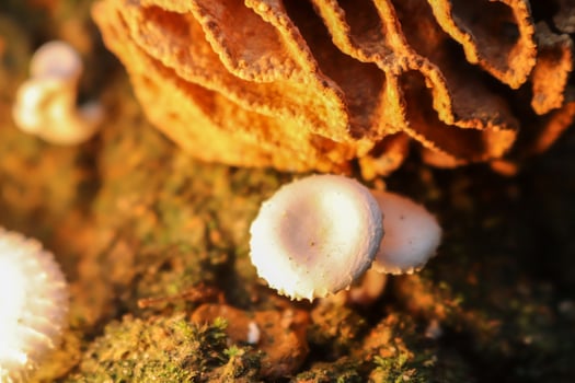 A close up of mushrooms on a tree photo