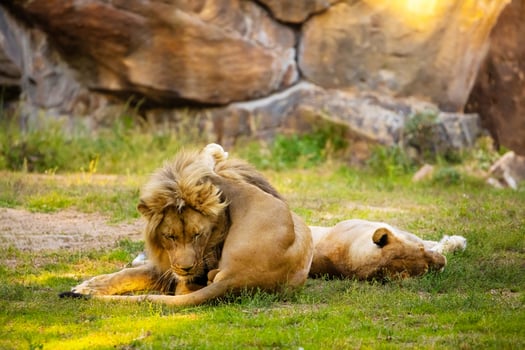 Pair adult Lions playing in zoological garden photo