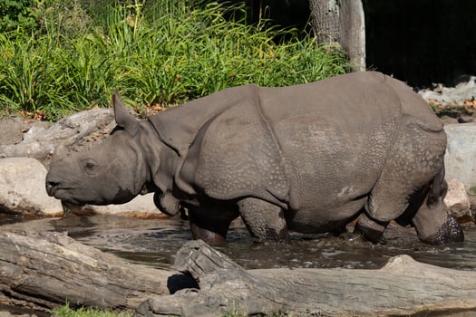 portrait of an adult rhinoceros on a sunny day on a natural background photo