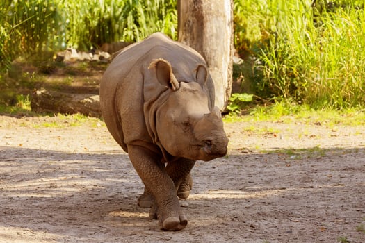 portrait of an adult rhinoceros on a sunny day in selective focus. photo