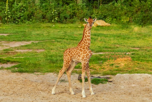 Giraffe in selective focus on green natural background photo