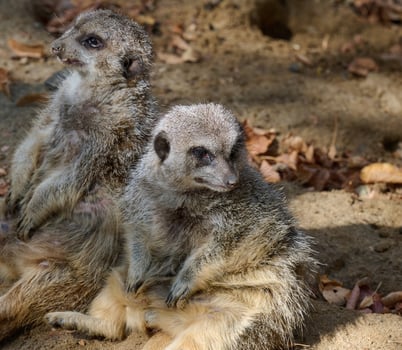 An adult meerkat walks outdoors, a pair of animals sitting photo