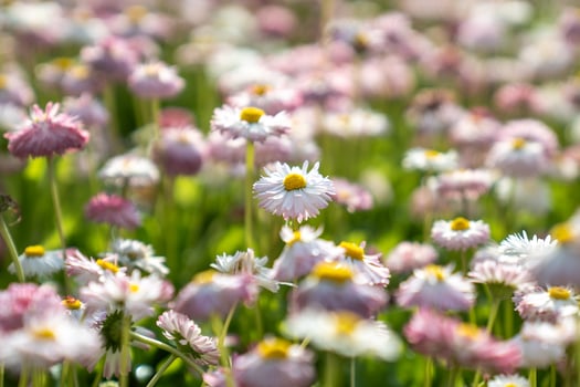 Blooming Bellis perennis pomponette, English Daisy flowers grow in the garden closeup, soft focus. photo