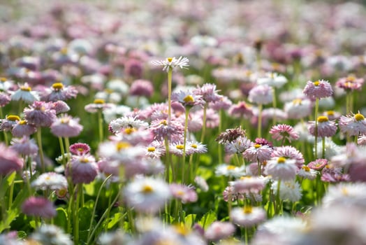 Blooming Bellis perennis pomponette, English Daisy flowers grow in the garden closeup, soft focus. photo