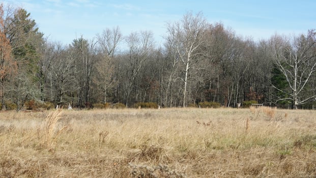 The wild forest view in the countryside of the city in winter photo