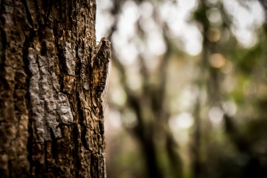 A lizard is sitting on a tree trunk photo
