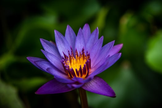 A purple water lily blooming in the dark photo