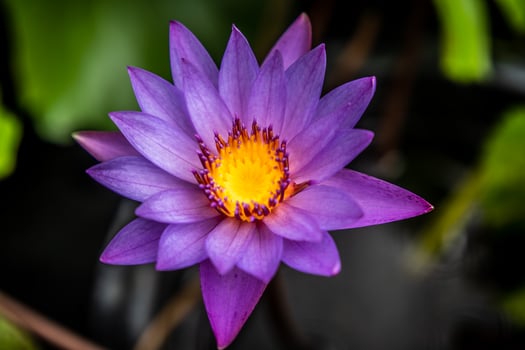A purple water lily with yellow center photo