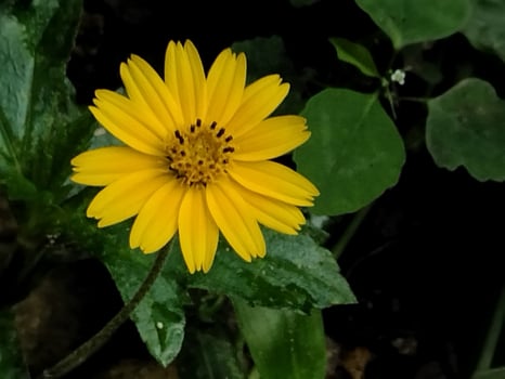 Vibrant Yellow Flower in Bloom photo