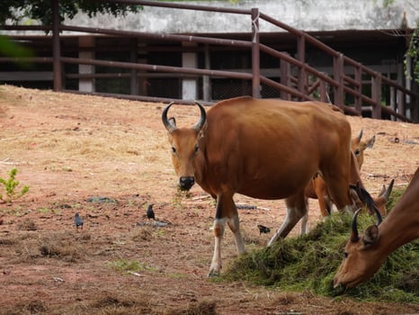 Banteng Herd Feeding in EnclosureBanteng Herd Feeding in Enclosure. photo