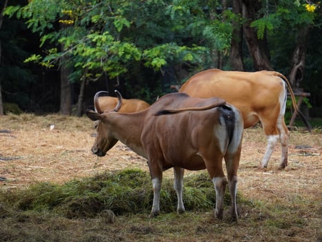 Banteng Herd Feeding in EnclosureBanteng Herd Feeding in Enclosure. photo