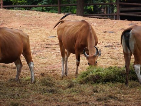 Banteng Herd Feeding in EnclosureBanteng Herd Feeding in Enclosure. photo