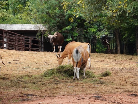 Banteng Herd Feeding in EnclosureBanteng Herd Feeding in Enclosure. photo