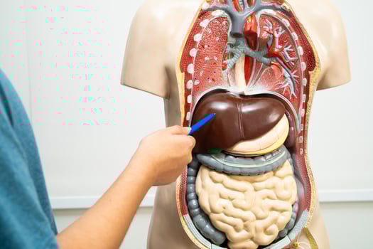 Student teenage learning anatomy biology with human body model in classroom at high school. photo