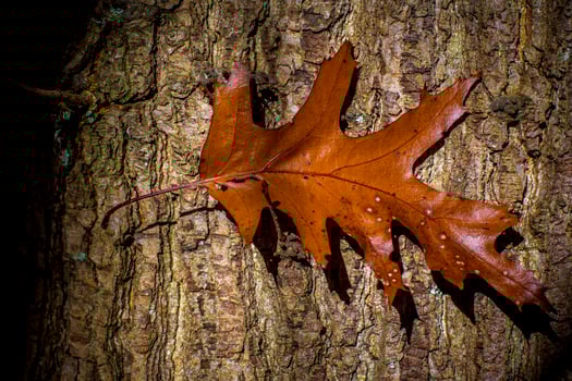 Autumn oak leaf color against tree bark photo
