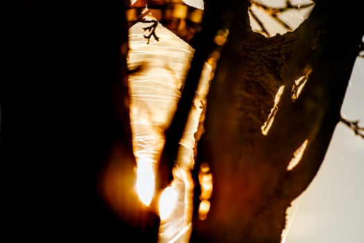 Sunset behind trees in autumn with spider web threads photo