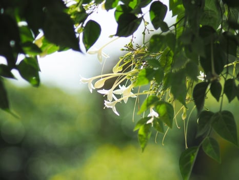 indain cork tree flower blooming in winter and good smail photo