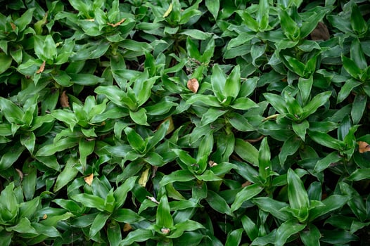 Green leaves of tropical carpet savanna grass photo